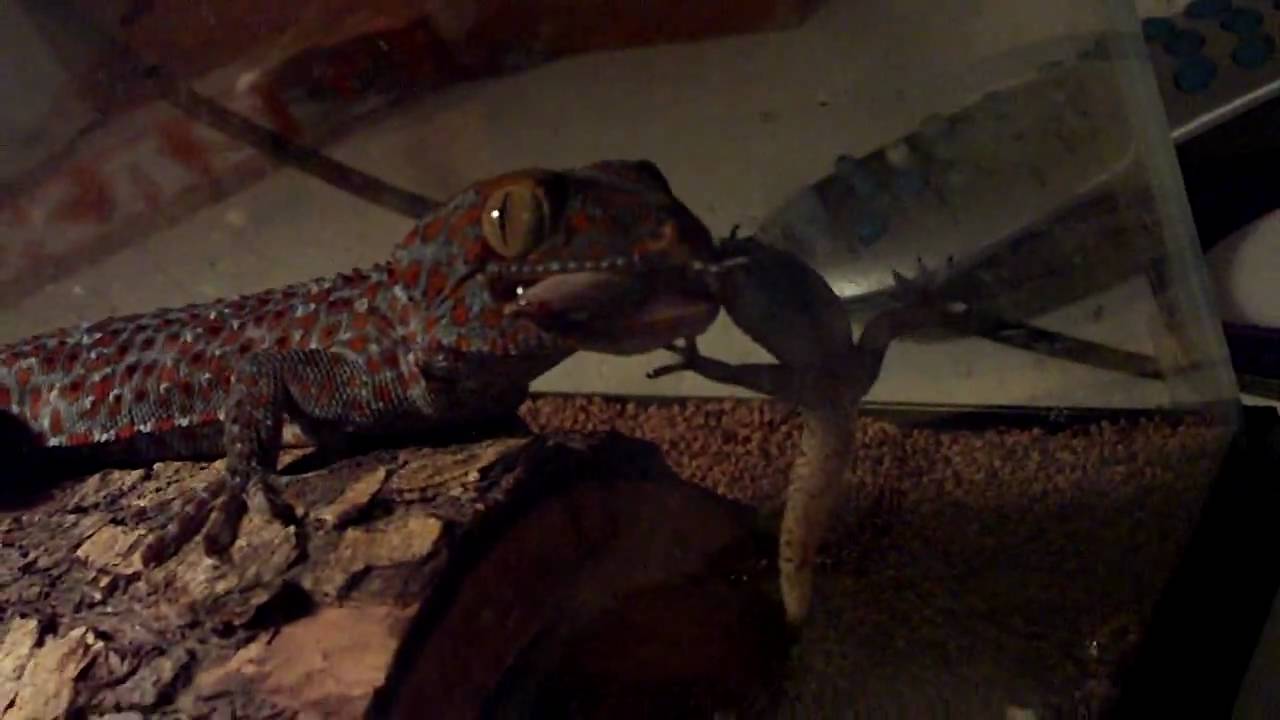 My pet Tokay Gecko eating a little Gecko YouTube
