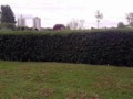 Hedge Jump in Auldhouse Park :L Hedge Jump in Auldhouse Park :L