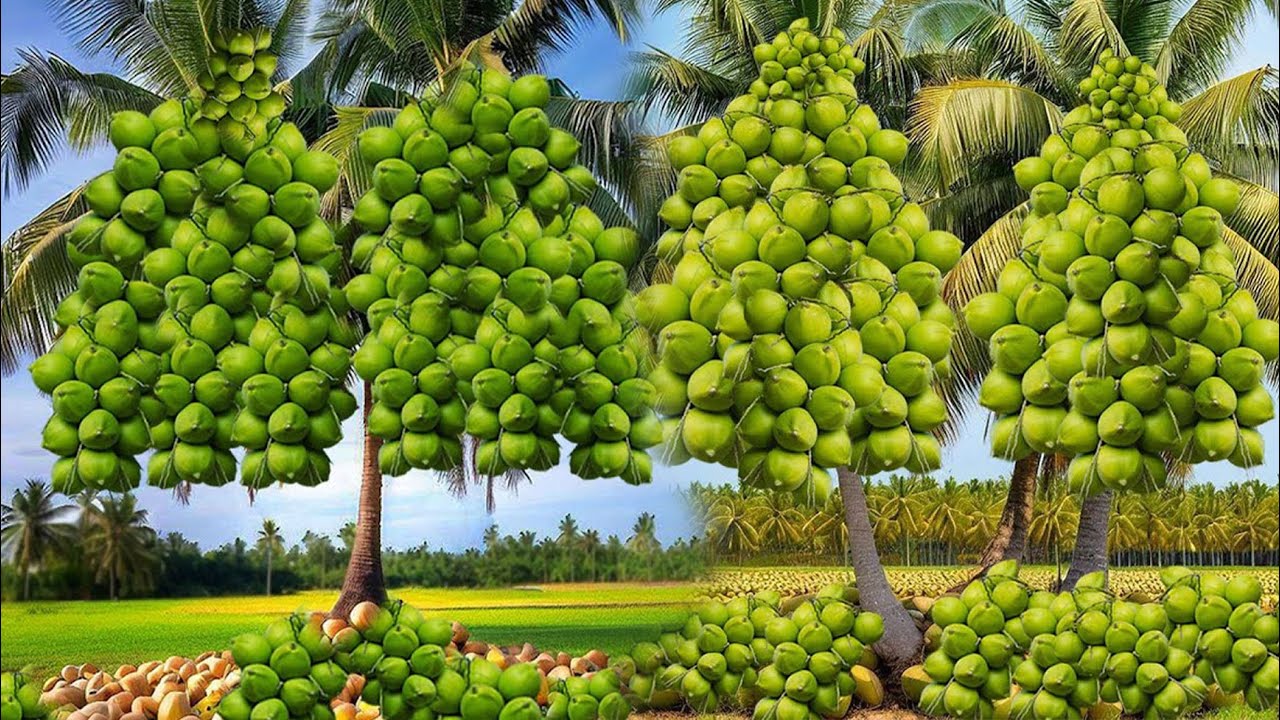 Unexpected New method Grafting From normal coconut Tree Be come Amazing ...