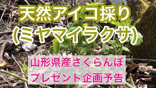 山菜の王様アイコ採りと、さくらんぼプレゼント企画予告