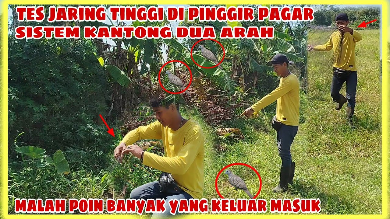 Tes jaring tinggi di pinggir pagar sistem kantong dua  arah‼️malah poin banyak yang keluar masuk