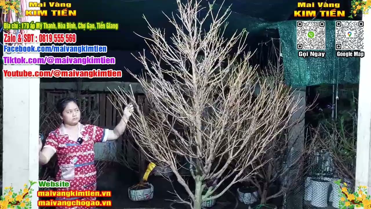 Mai Vàng Nhiều Nụ Đón Tết Bao Ship Toàn Quốc - Mai Vàng Kim Tiền Chợ Gạo