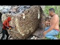 Mastering the Safe Techniques of Wild Honey Harvesting &amp; Its Unique Secret