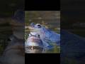 Not So Picky: Male Frogs Grab Anything That Moves#wildlife #animals #short #video