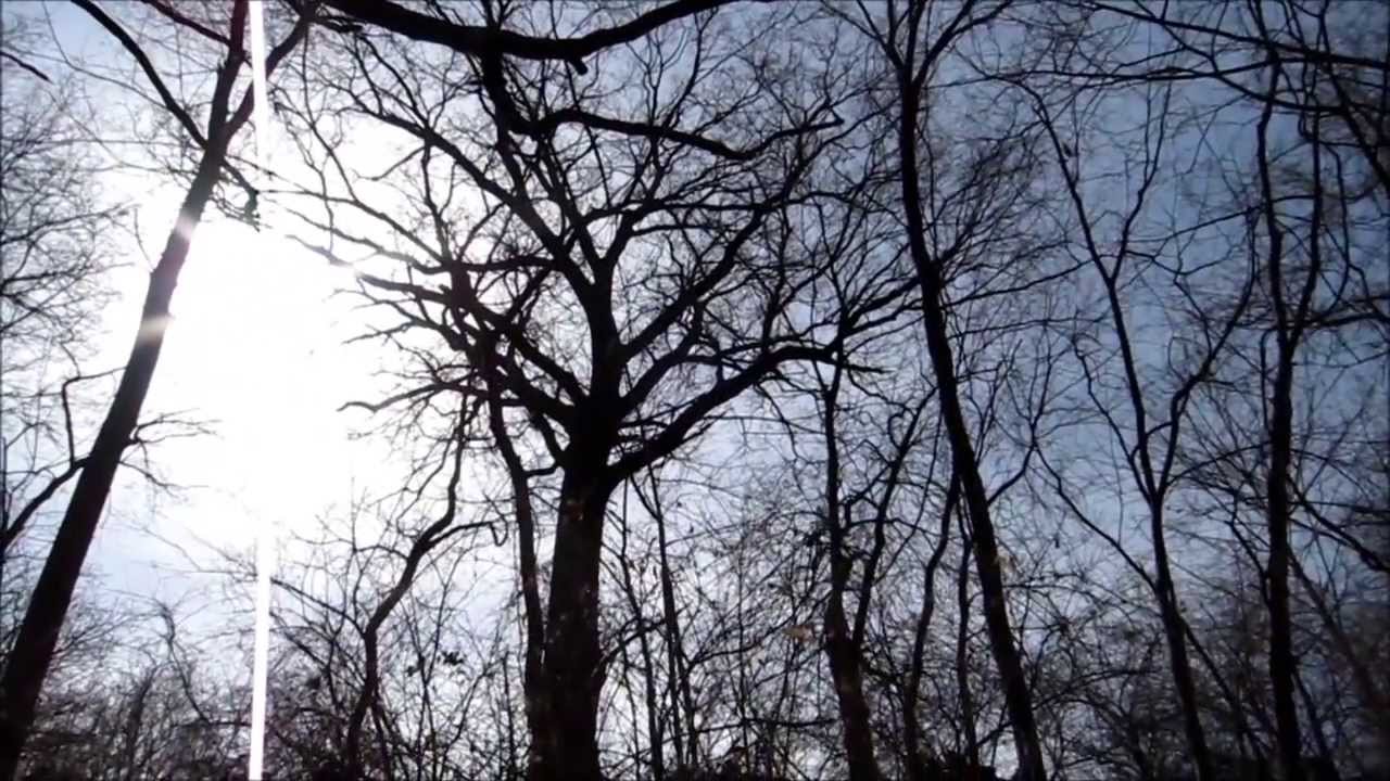 Big Oak Tree Cut and Fall with Chainsaw - before and after