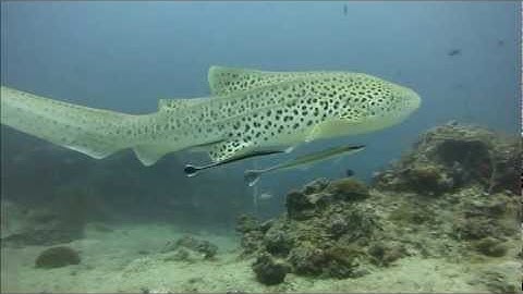The Graceful Leopard Shark
