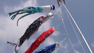 大空を舞う鯉のぼり 風舞い