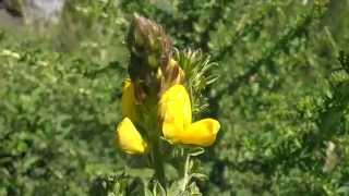 Codeso Canario Adenocarpus Foliosus Www.riomoros.com