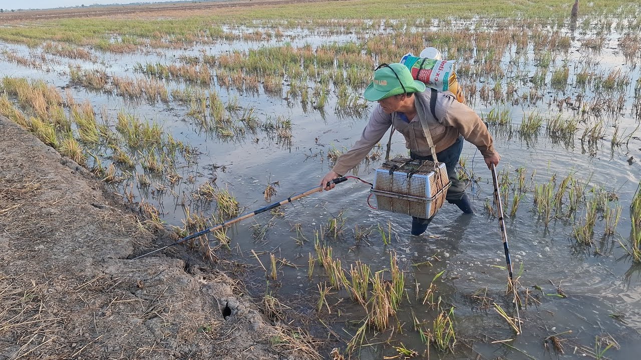 Nay chú sáu đi tét cây 14f cho chú ở Đức Hòa Thượng Long An nha cả nhà 