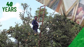 4O Year Old Wambugu Apple Trees, where it all began