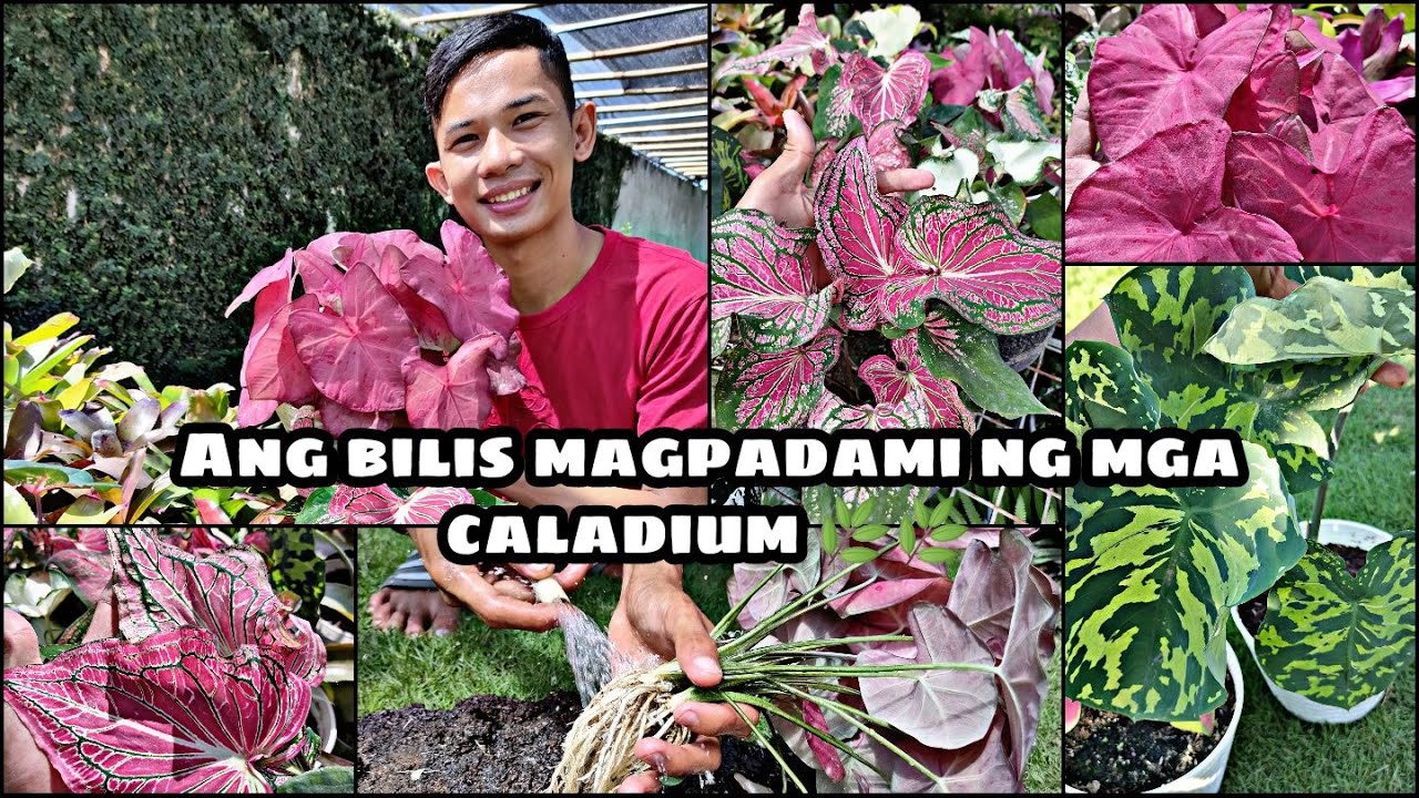 Paano magparami ng mga caladium? 🌿