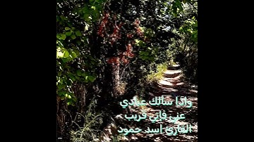 وإذا سألك عبادي عني :  القارئ اسد حمود