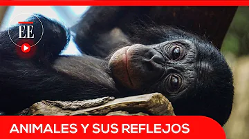 ¿Qué animales se reconocen en un espejo?