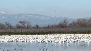 Hundreds of Snow geese enjoying their day in a flooded field.. Northern California 2024