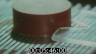 Почему муха не падает с потолка? 1981