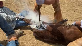 Texas Panhandle Cattle Drive & Branding w/ Aerial footage  Memorial Day Weekend 2020