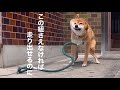 風呂に入れられるだけの柴犬