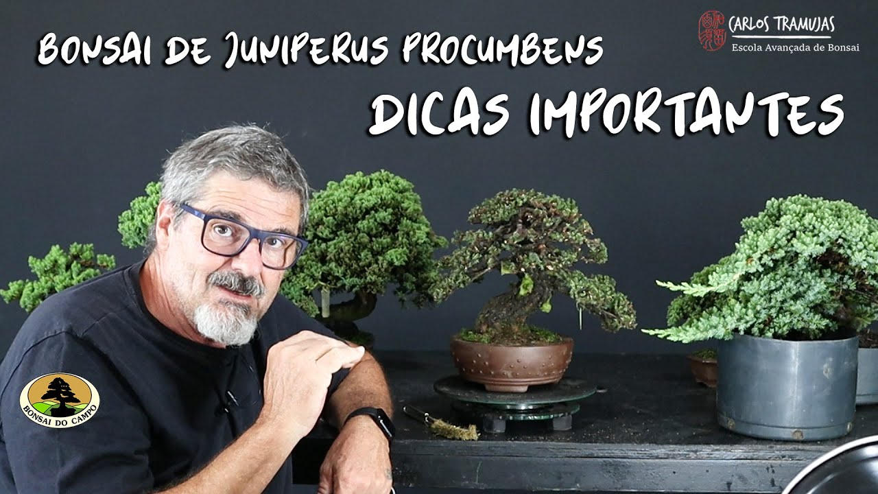 BONSAI DE JUNIPERUS PROCUMBENS (SHOHIN)