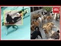 Visuals: Stray dogs attack woman in Bengaluru