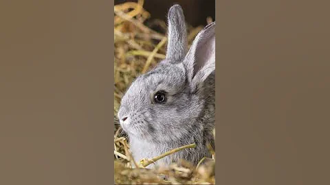 Гибрид зайца и кролика