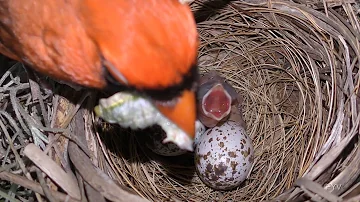 What does a juvenile male cardinal look like?