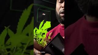 Monster Cropped Gelato Cannabis Clones. General Hydroponics Rapid start root enhancer vs Clonex