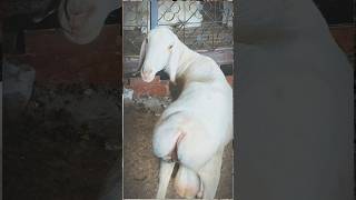 Alhamdulillah Pure turkey breed dumba 🫶🏻🐑 #turkey #dumba #goat #animals #youtubeshorts #viralvideo