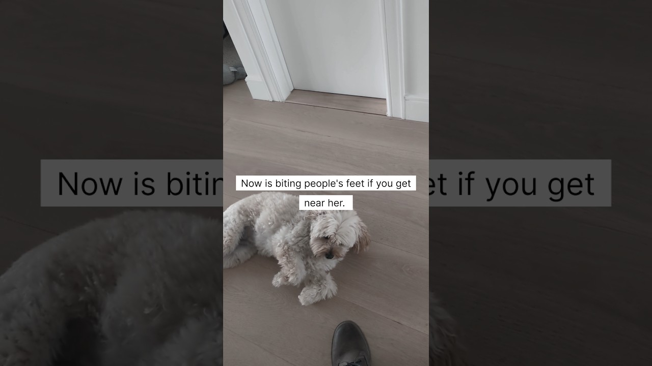 Feet means treat | Cebu Dog Trainer | Dog training in Ditmars, Queens