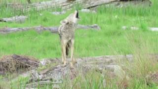 Coyote barking