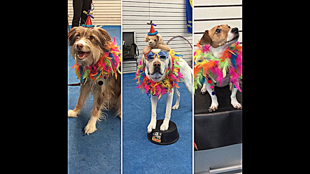 Circus Dog Class! Feb 2017 YouTube