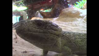 lizard.mov