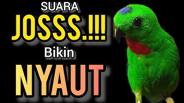 SUARA BURUNG serindit gacor JOSSS buat PANCINGAN SERINDIT agar EMOSI NYAUT