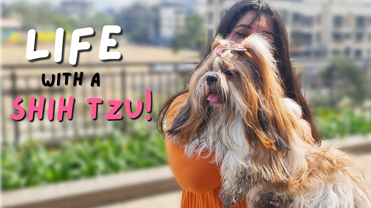Life with a Shih Tzu (What to Expect)