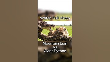 Brave Heroes Save Mountain Lion from Giant Python’s Terrifying Attack 🐍 #AIrescue #AIvideo #AIshorts