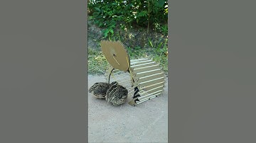 Create Amazing Trap Technique - Quail Trap #creative bird trap #shorts