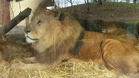 GaiaZOO Video-Update: de leeuwen