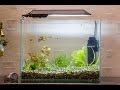 Запуск и оформление аквариума 20 литров (качество 4К) start aquarium