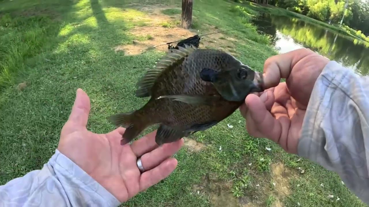 SALVAGING the 4th of JULY! #fishingfreak #godisgood #godblesses #bluegill #gettingafterit #bassfreak