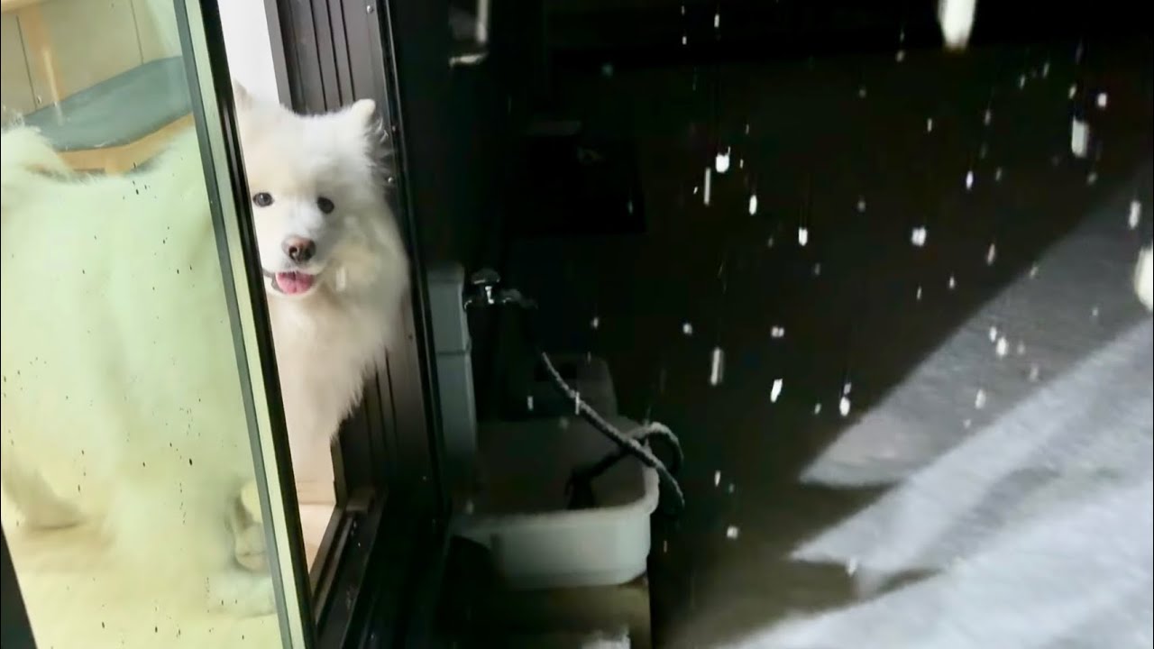 Самоед, резвящийся в первом снегу, был таким милым!