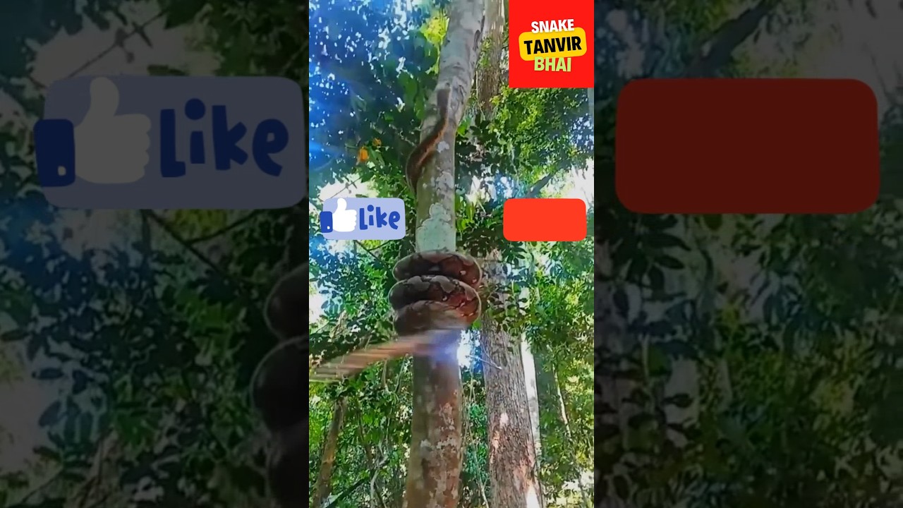 HUGE Snake Caught Climbing Tree – Viewers Are Shocked!" 