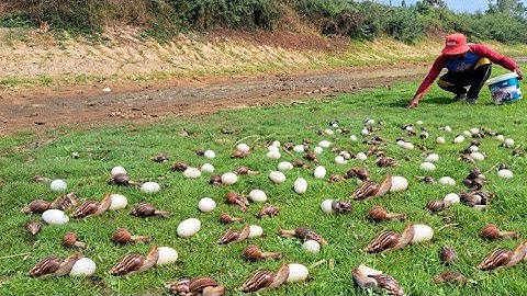 wow top videos - pick a lot of duck eggs and snails on the grass at field by hand a farmer