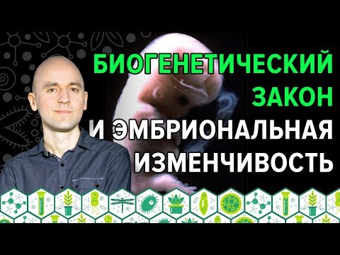 10. Биогенетический закон и эмбриональная изменчивость