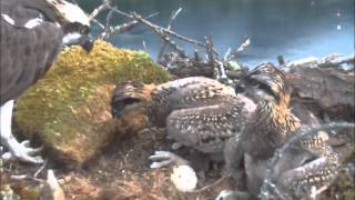 Nelson BC Osprey Nellie brings turf 9:31am 7-14-2015