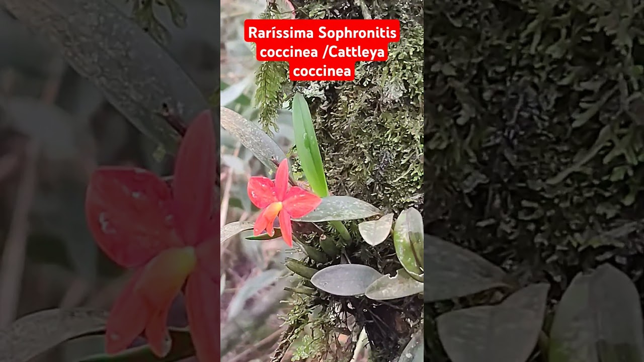 A raríssima Sophronitis coccinea /Cattleya coccinea na natureza