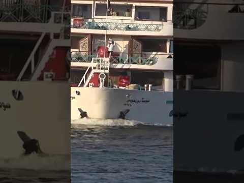 5   حابي 5 نايل كروز