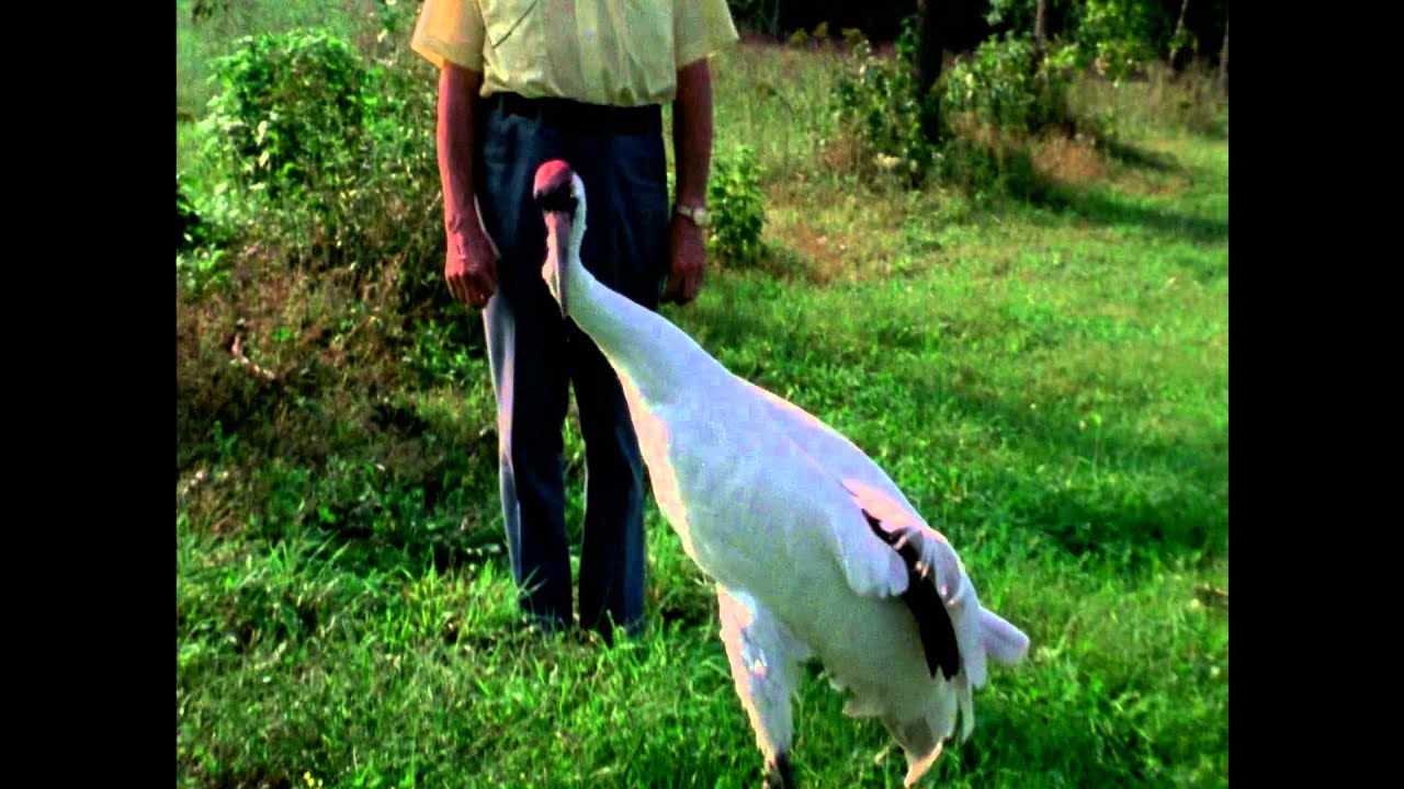 A Great White Bird