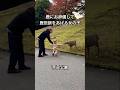 鹿にお辞儀して鹿煎餅をあげる女の子(奈良公園) #shorts