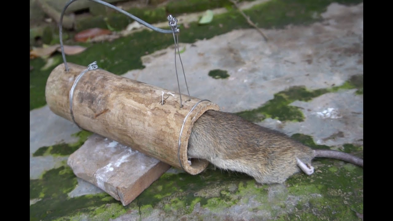 Chế thử chiếc bẫy chuột cổ hơn 400 năm tuổi_Vẫn hiệu quả trong 1 nốt nhạc