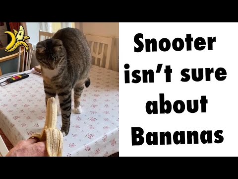 Snooter isnt sure about Bananas