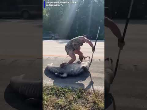 Barefoot Florida man helps police wrangle gator